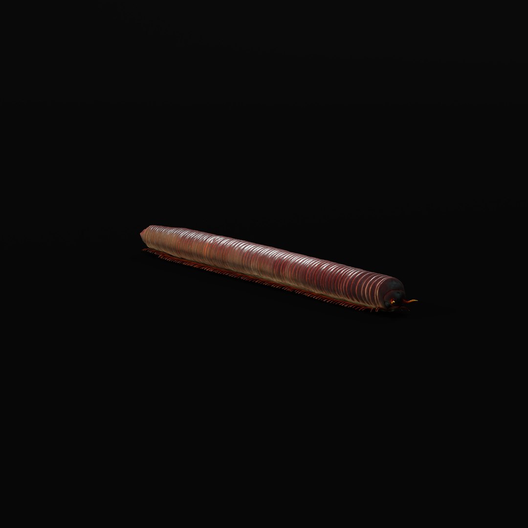 Giant African Millipede model https://p.turbosquid.com/ts-thumb/S9/3IjnfT/uD/giantafricanmillipederigao_0000/jpg/1742835744/1920x1080/fit_q87/decdac600807fd41439ef22dc10f2512b4a89b64/giantafricanmillipederigao_0000.jpg