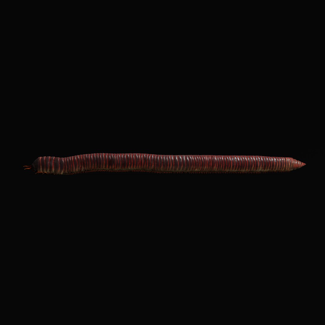 Giant African Millipede model https://p.turbosquid.com/ts-thumb/S9/3IjnfT/wS/giantafricanmillipederigao_0006/jpg/1742835747/1920x1080/fit_q87/3f2a91fe000109e5a9ce87887ad7ad4b20909812/giantafricanmillipederigao_0006.jpg