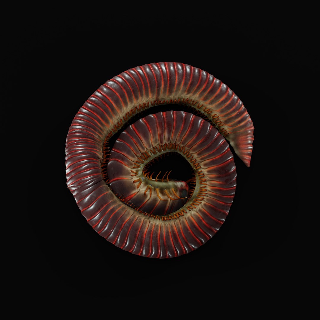 Giant African Millipede model https://p.turbosquid.com/ts-thumb/S9/3IjnfT/yB/giantafricanmillipederigao_0003/jpg/1742835746/1920x1080/fit_q87/724a17200d7cd8f73fc9a105e9a328365bce4bf6/giantafricanmillipederigao_0003.jpg