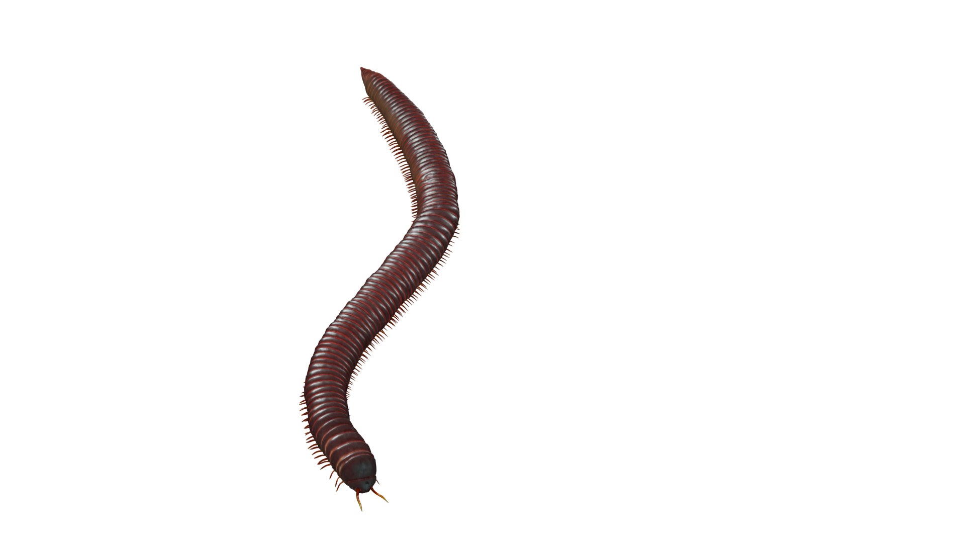 Giant African Millipede model https://p.turbosquid.com/ts-thumb/S9/3IjnfT/zB/giant_african_millipede_preview3/png/1742835738/1920x1080/fit_q87/6a860175f71e5d8763a7bee98680305a08bec57a/giant_african_millipede_preview3.jpg