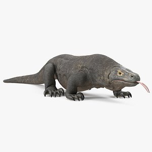 Komodo Dragon Walking Pose 3D Model