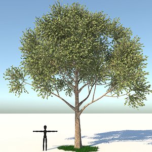 3D model apple tree grass