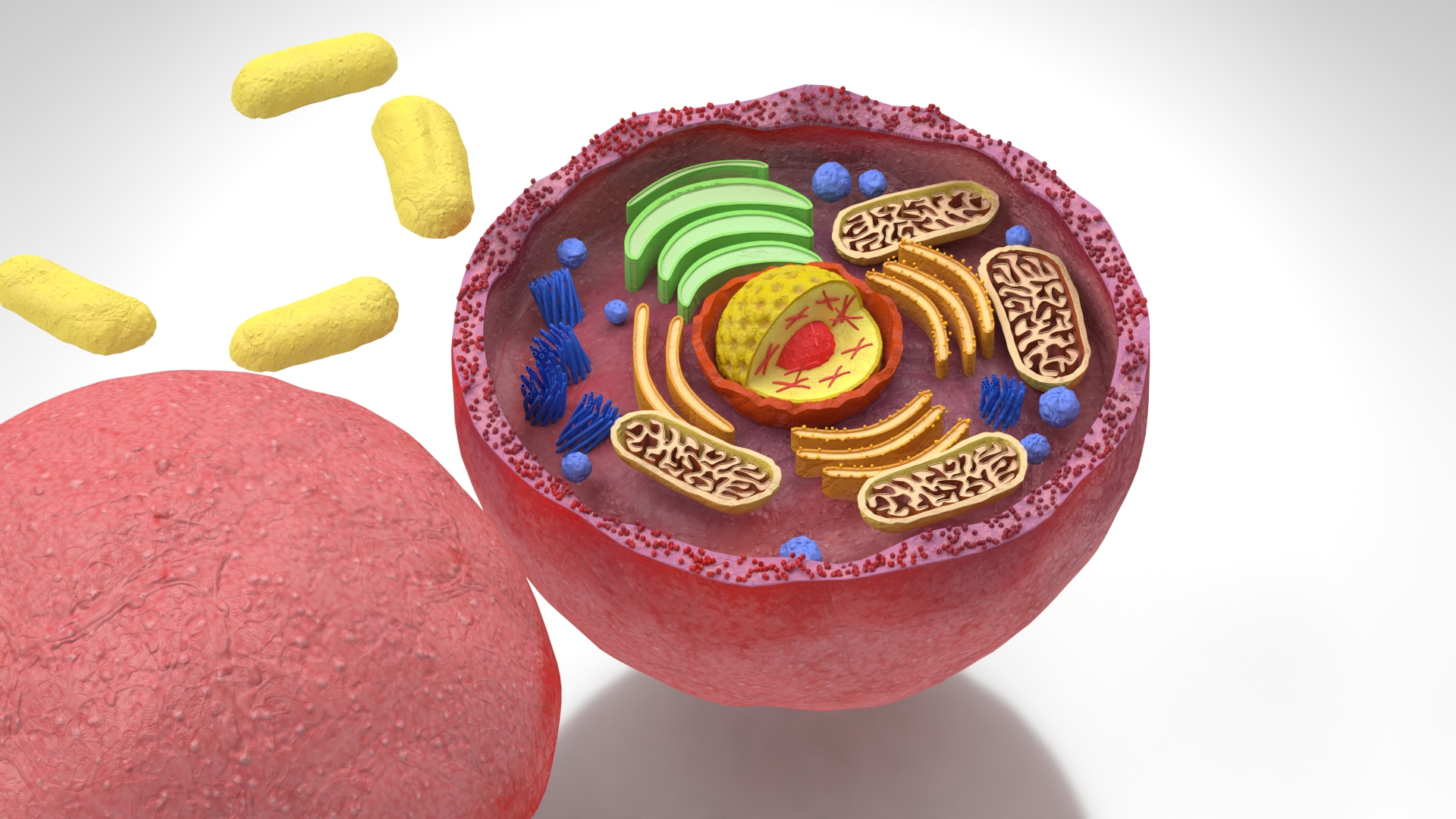 3D Plasma Cell Model - TurboSquid 1975649