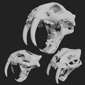 3D model Sabertooth Smilodon tiger Skull