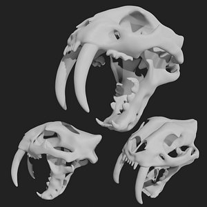Sabertooth Smilodon tiger Skull