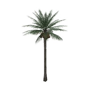 3d palm tree03