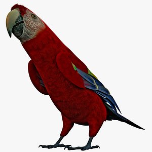 scarlet macaw pose 1 3d obj