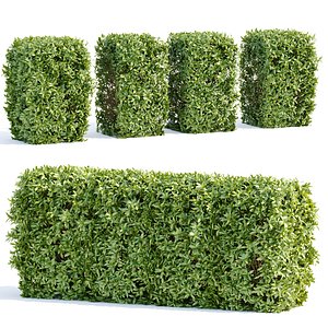 Laurel Hedging Bushes vol 111-3dmodel