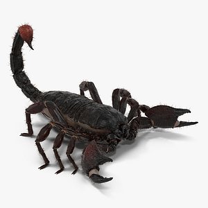 black scorpion fur 3d model