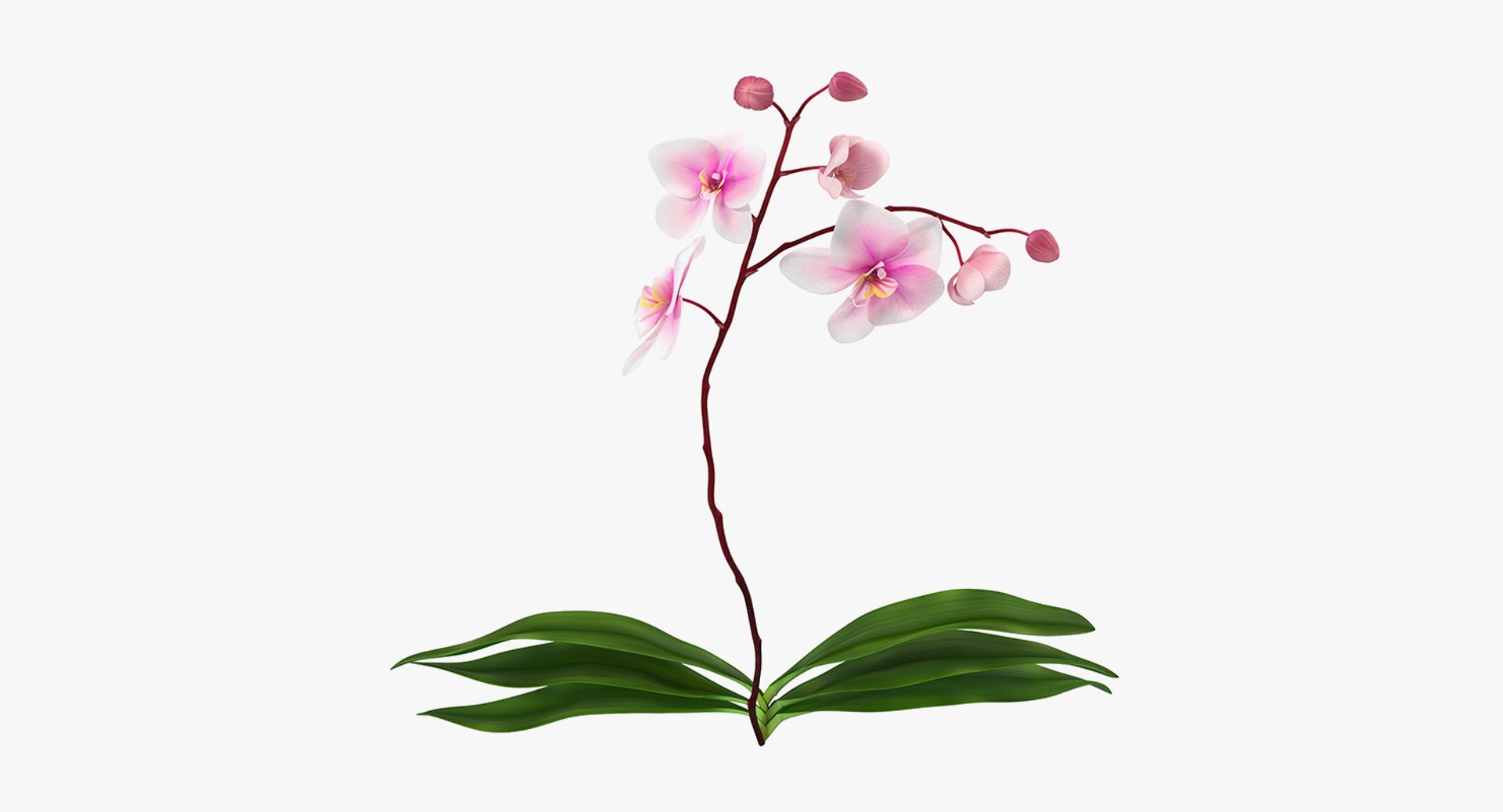 3D flowers 10 model https://p.turbosquid.com/ts-thumb/S9/uWDwcD/05Dh1g7X/flowerscollection10vray3dmodel031/jpg/1589555755/1920x1080/fit_q87/caa69efc7478b3d8fa50f9f2cb735436e74be0e0/flowerscollection10vray3dmodel031.jpg