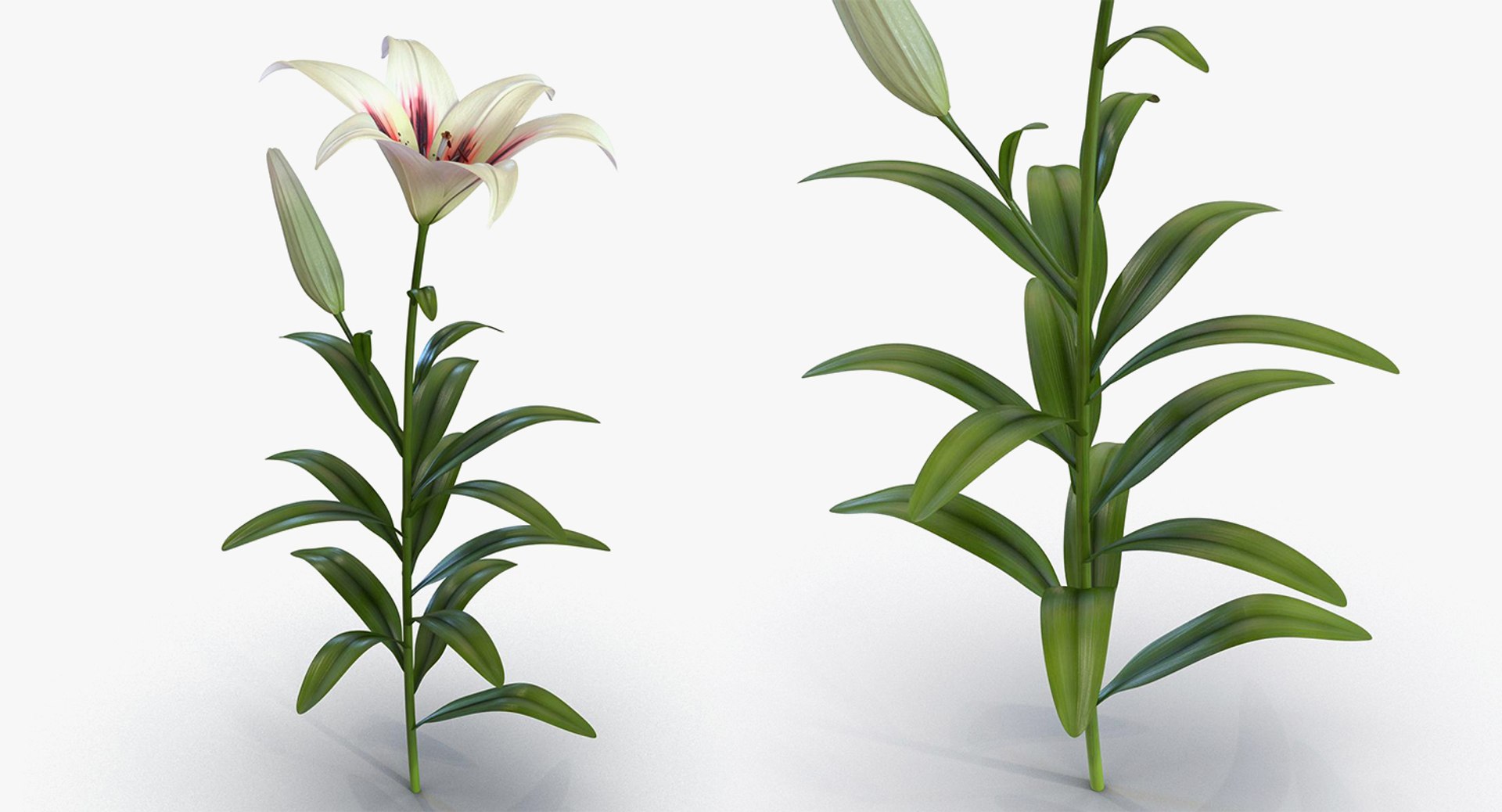 3D flowers 10 model https://p.turbosquid.com/ts-thumb/S9/uWDwcD/A9SrHZZZ/flowerscollection10vray3dmodel041/jpg/1589555839/1920x1080/fit_q87/1da5273ca4be3aa4df7c8fa8e620714e5cec7cd5/flowerscollection10vray3dmodel041.jpg