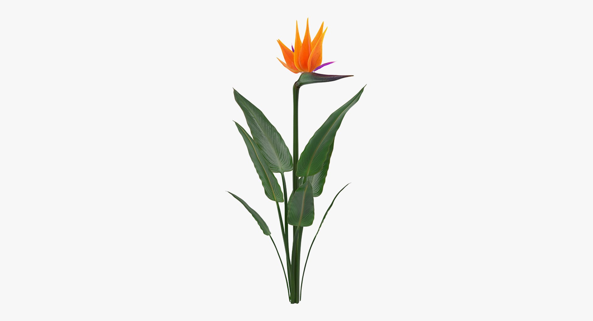3D flowers 10 model https://p.turbosquid.com/ts-thumb/S9/uWDwcD/CyyvHx3X/flowerscollection10vray3dmodel037/jpg/1589555805/1920x1080/fit_q87/36c8d8e0182482cb13eb29b89db4d720863bea6e/flowerscollection10vray3dmodel037.jpg