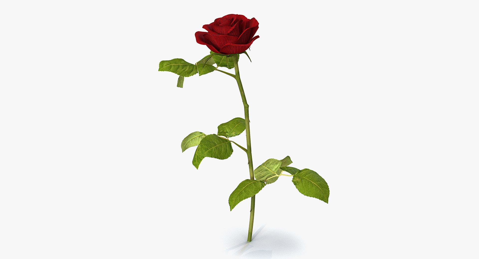 3D flowers 10 model https://p.turbosquid.com/ts-thumb/S9/uWDwcD/Dxd0pChj/flowerscollection10vray3dmodel034/jpg/1589555781/1920x1080/fit_q87/3acf62ef9f979b3dfba29d20c6149218985bc3d1/flowerscollection10vray3dmodel034.jpg