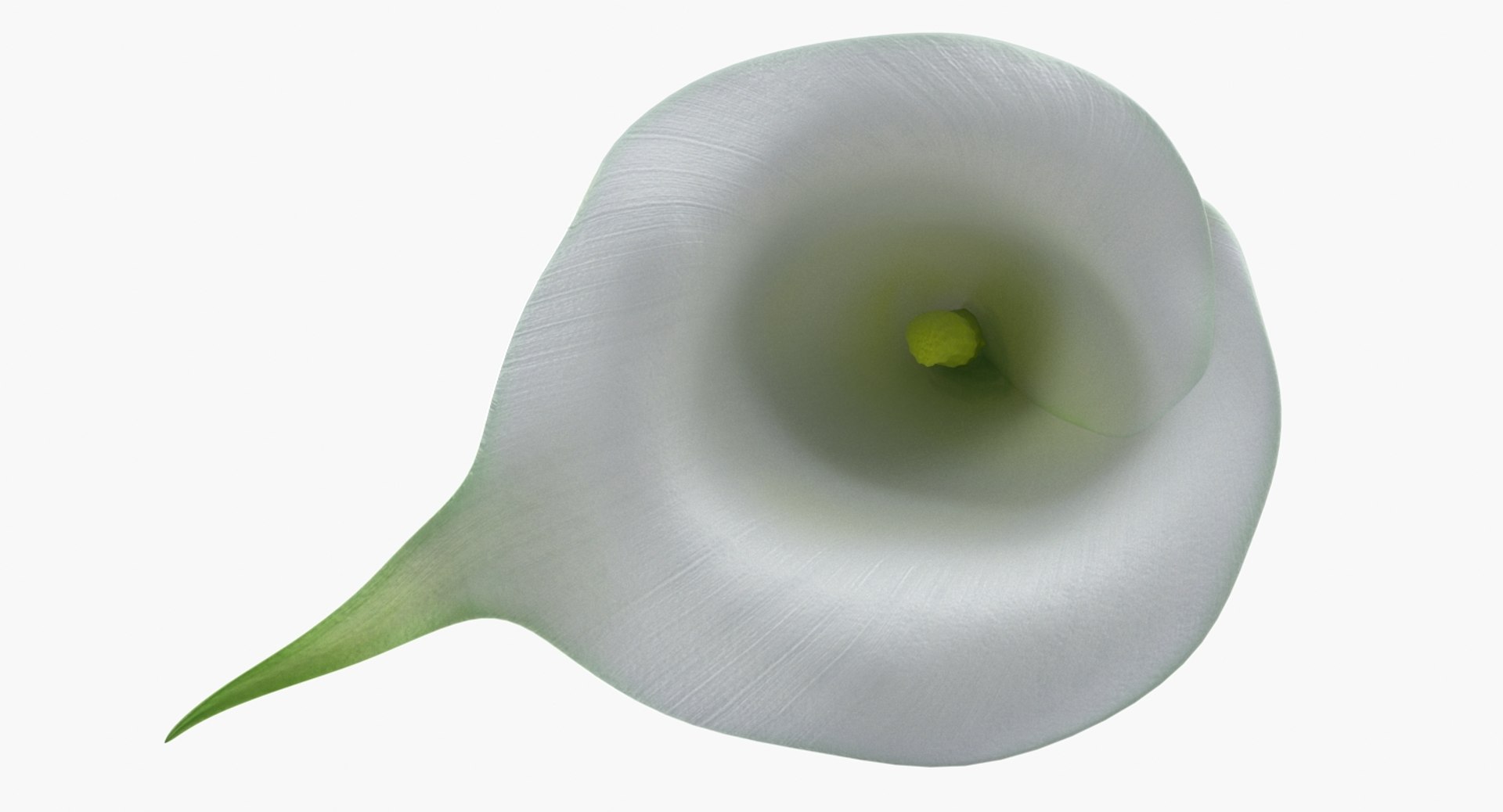 3D flowers 10 model https://p.turbosquid.com/ts-thumb/S9/uWDwcD/KkR7SBNT/flowerscollection10vray3dmodel007/jpg/1589555546/1920x1080/fit_q87/f885c2ac68fb0a93ed0493e90a2b13065c77e635/flowerscollection10vray3dmodel007.jpg