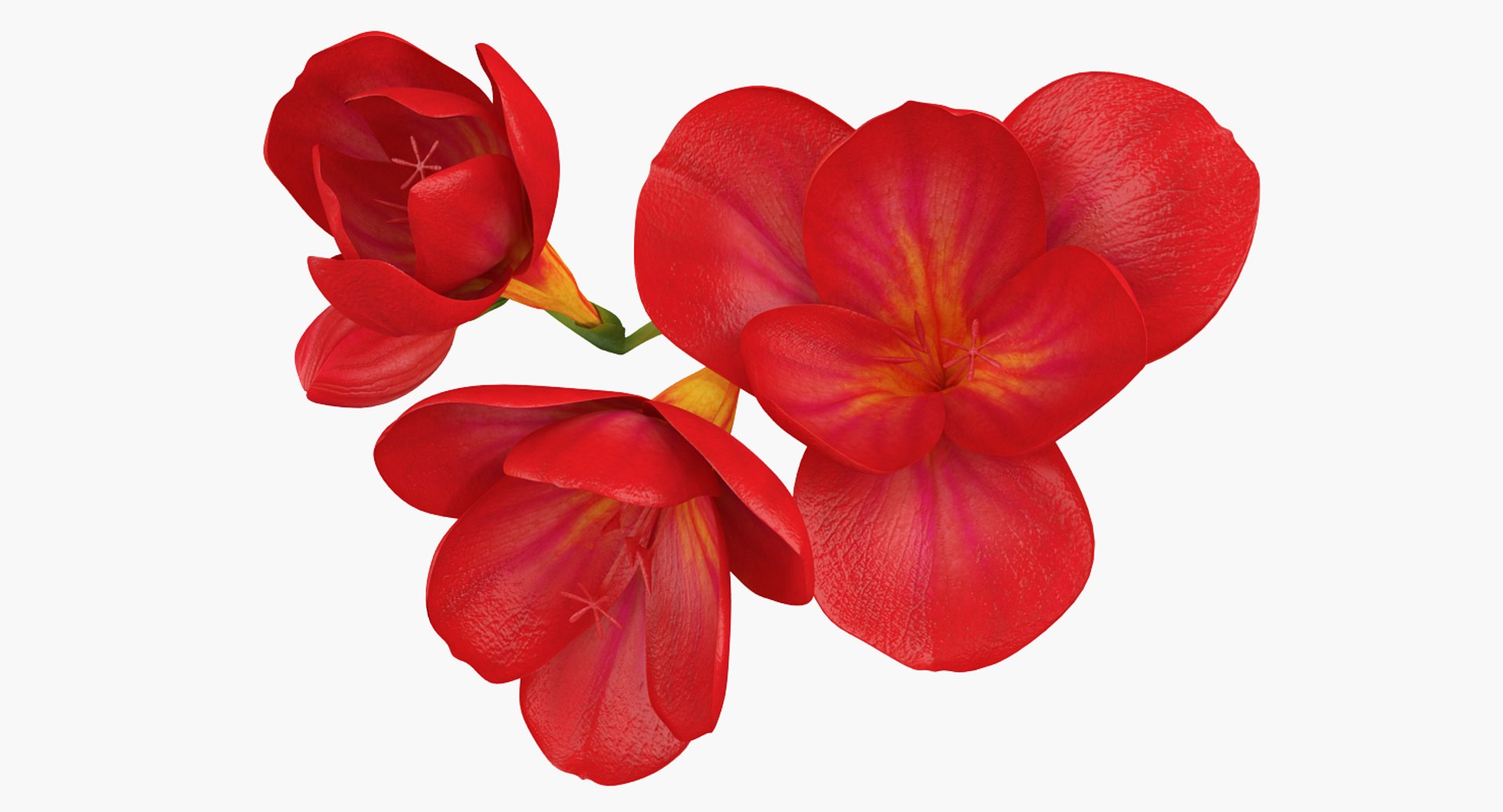 3D flowers 10 model https://p.turbosquid.com/ts-thumb/S9/uWDwcD/LKMSl6jI/flowerscollection10vray3dmodel019/jpg/1589555646/1920x1080/fit_q87/1e27153c46f8dd7b52c86411a4093ddb111123fe/flowerscollection10vray3dmodel019.jpg