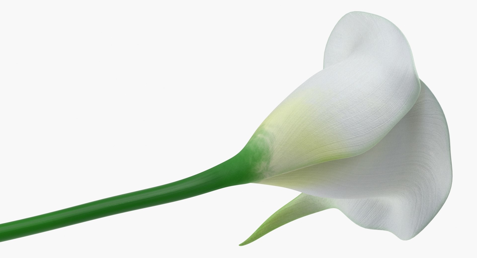 3D flowers 10 model https://p.turbosquid.com/ts-thumb/S9/uWDwcD/P7p9QYxl/flowerscollection10vray3dmodel009/jpg/1589555562/1920x1080/fit_q87/ba39e45150c5df7e3795f3b7273ece53a7d769e0/flowerscollection10vray3dmodel009.jpg