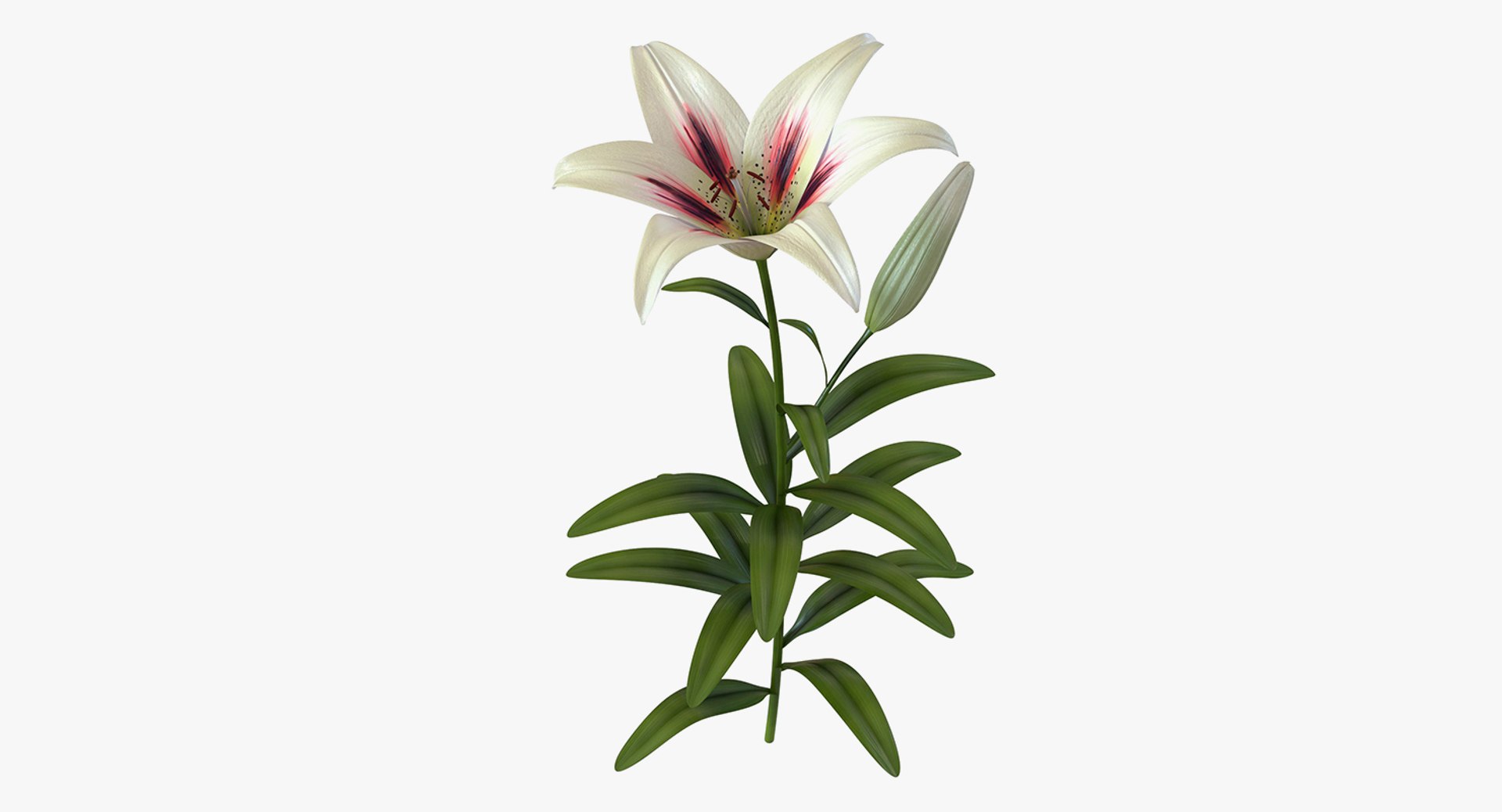 3D flowers 10 model https://p.turbosquid.com/ts-thumb/S9/uWDwcD/UwrjQQYJ/flowerscollection10vray3dmodel040/jpg/1589555831/1920x1080/fit_q87/a2f6d5215c52c316fa9062d01a837b16cd58d2b8/flowerscollection10vray3dmodel040.jpg