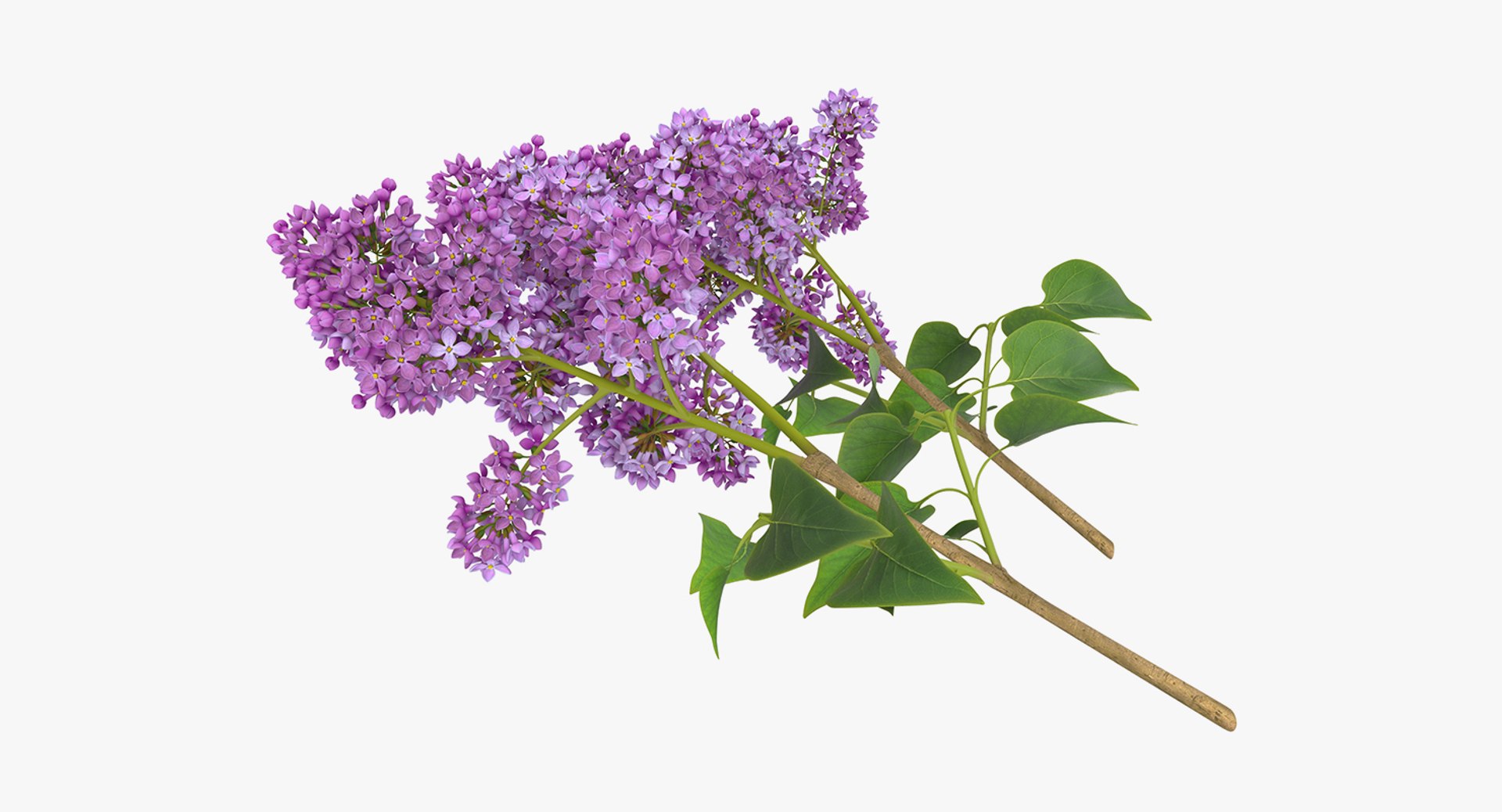 3D flowers 10 model https://p.turbosquid.com/ts-thumb/S9/uWDwcD/WCAWLP83/flowerscollection10vray3dmodel043/jpg/1589555856/1920x1080/fit_q87/92d7a176f34401da91563e881471a53cf5b87114/flowerscollection10vray3dmodel043.jpg