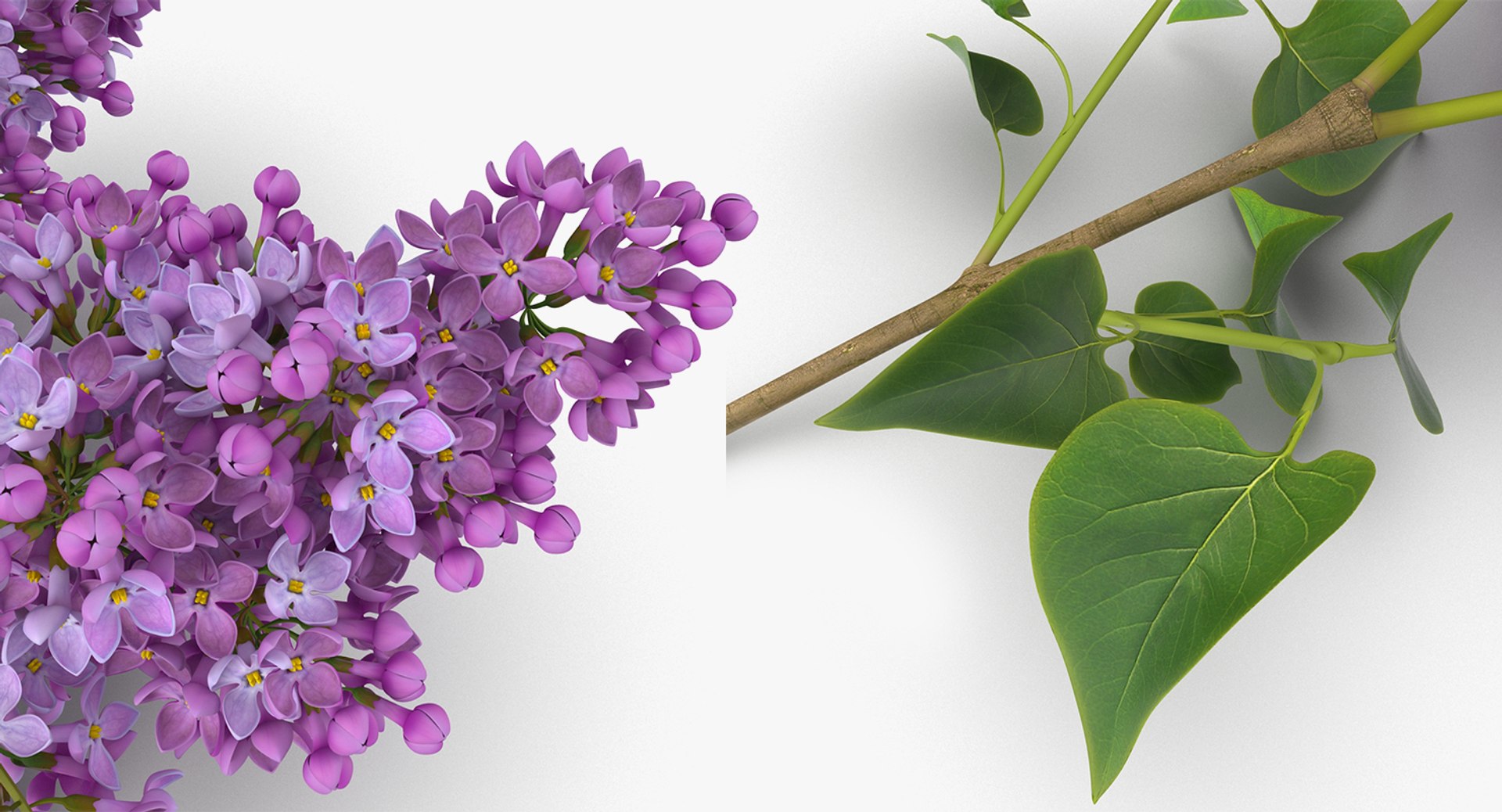3D flowers 10 model https://p.turbosquid.com/ts-thumb/S9/uWDwcD/YXISWrxh/flowerscollection10vray3dmodel046/jpg/1589555883/1920x1080/fit_q87/4b3c4c0a5f26dc7e5abdc9cd45e3173c68396a06/flowerscollection10vray3dmodel046.jpg
