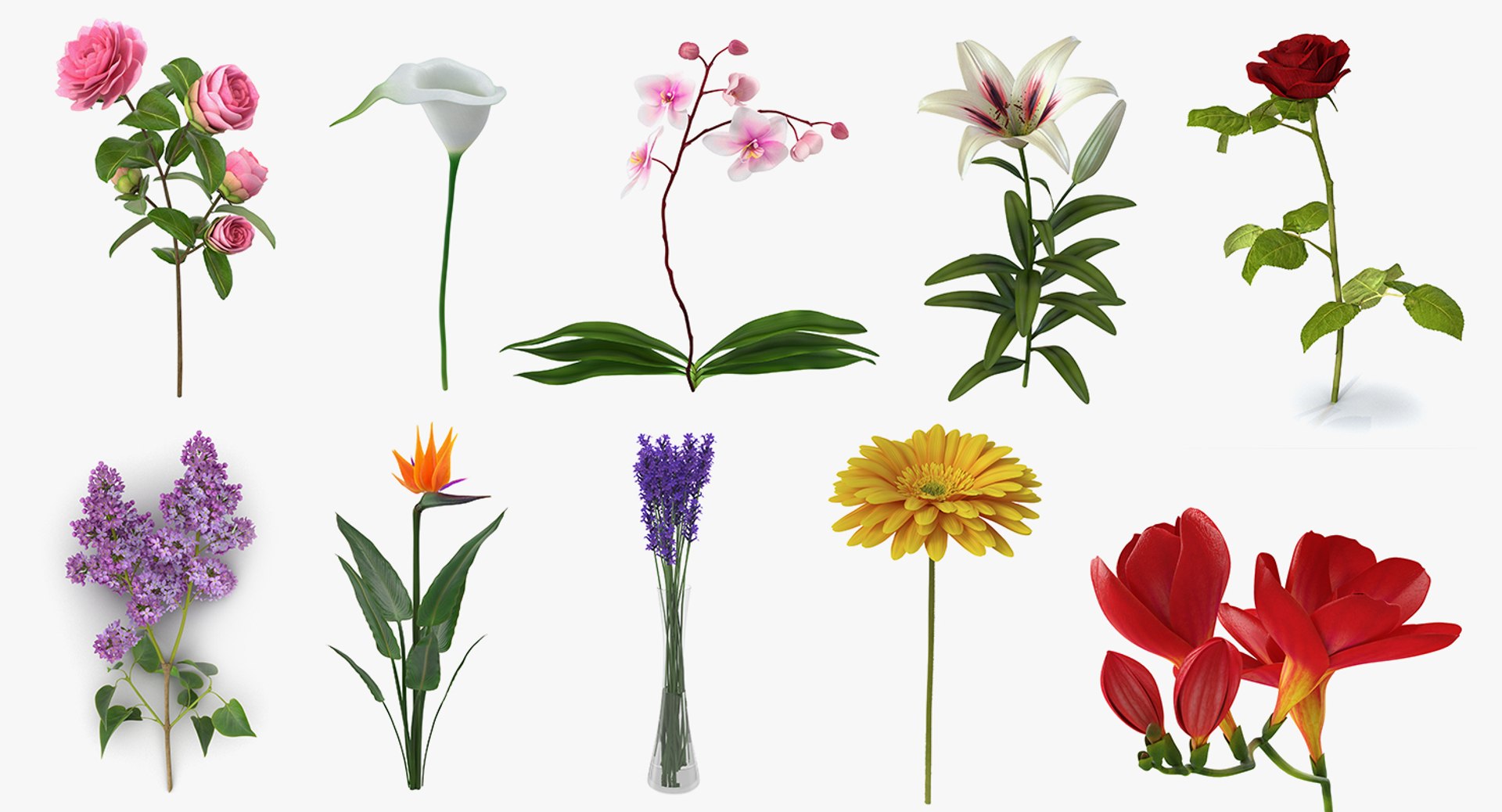 3D flowers 10 model https://p.turbosquid.com/ts-thumb/S9/uWDwcD/a1lw4hPZ/flowerscollection10vray3dmodel002/jpg/1589555504/1920x1080/fit_q87/6c180022dba26ce30b7ec5616adc30a98d5e5397/flowerscollection10vray3dmodel002.jpg