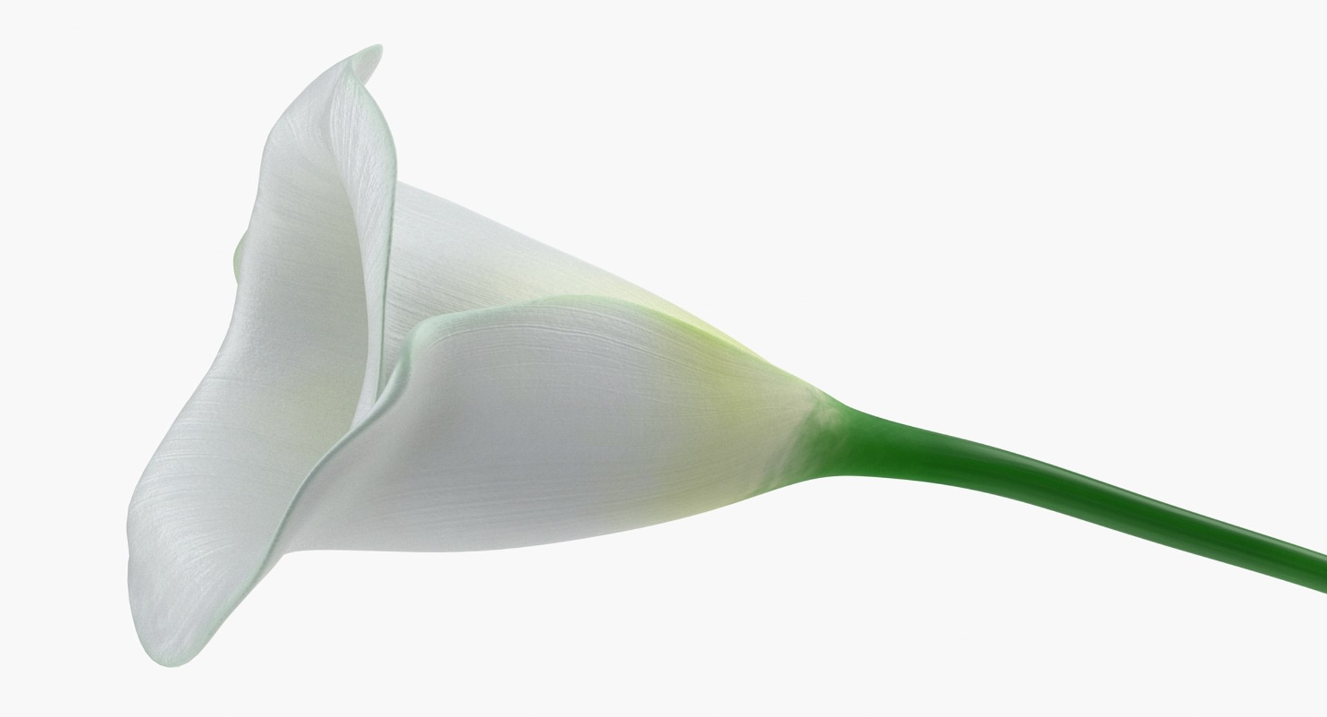 3D flowers 10 model https://p.turbosquid.com/ts-thumb/S9/uWDwcD/a68J7PhD/flowerscollection10vray3dmodel008/jpg/1589555554/1920x1080/fit_q87/3933dfc7705b90a8ed424279d219f391c0d4b7ec/flowerscollection10vray3dmodel008.jpg