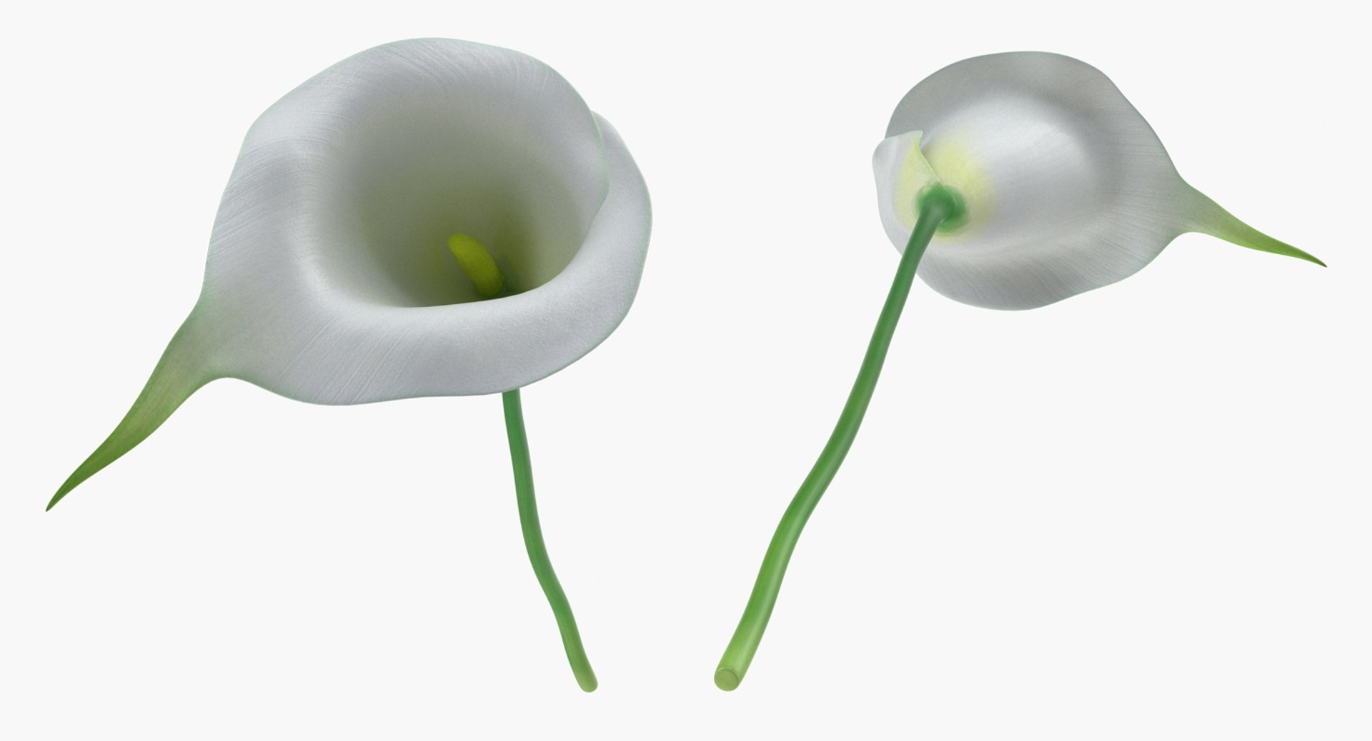 3D flowers 10 model https://p.turbosquid.com/ts-thumb/S9/uWDwcD/kthLJLtt/flowerscollection10vray3dmodel006/jpg/1589555538/1920x1080/fit_q87/16e15c9e4704edc5b5fb80cb3f915ba9af74a759/flowerscollection10vray3dmodel006.jpg