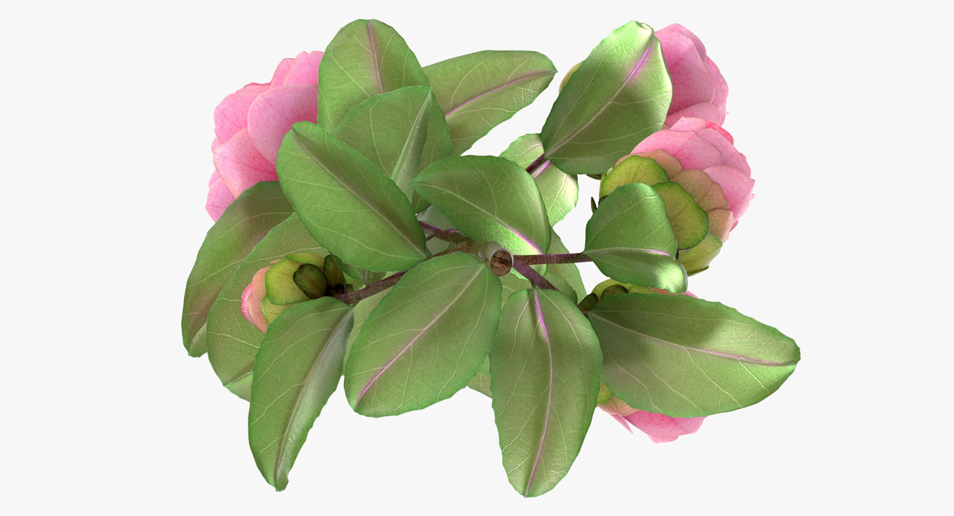 3D flowers 10 model https://p.turbosquid.com/ts-thumb/S9/uWDwcD/sQ8bRpzY/flowerscollection10vray3dmodel016/jpg/1589555621/1920x1080/fit_q87/2bb3237312e12745542ba9e831c4fb2fc9329a1e/flowerscollection10vray3dmodel016.jpg