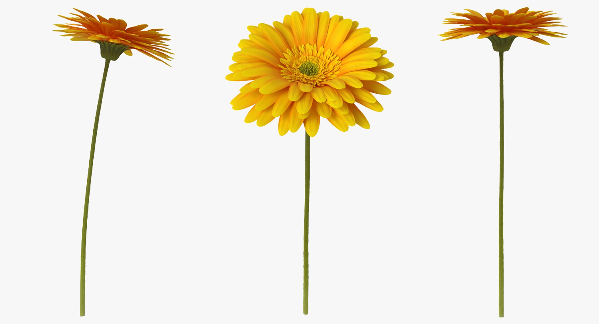 3D flowers 10 model https://p.turbosquid.com/ts-thumb/S9/uWDwcD/u1bPhj6x/flowerscollection10vray3dmodel023/jpg/1589555680/1920x1080/fit_q87/f5d458bf3ecc4fff1a4d7ed16dc24e9caa612499/flowerscollection10vray3dmodel023.jpg