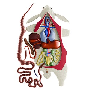 Bas-relief model  Internal structure of a rabbit 3D model