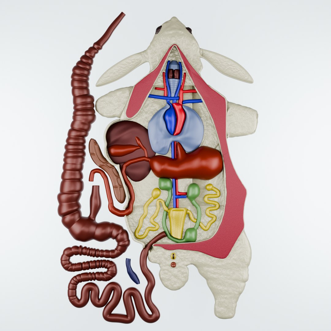 Bas-relief Model Internal Structure Of A Rabbit 3D Model - TurboSquid ...