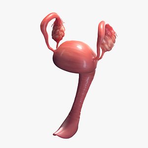 Female Reproductive System 3D