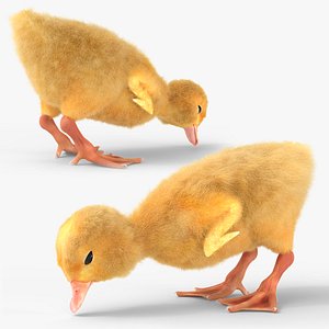 Duck Ducklings Eating Animated Fur Rigged For Blender