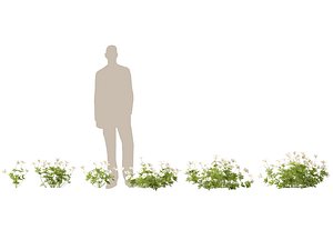 3D model HighPolyLowPoly Canada Anemone canadensis meadow Anemone