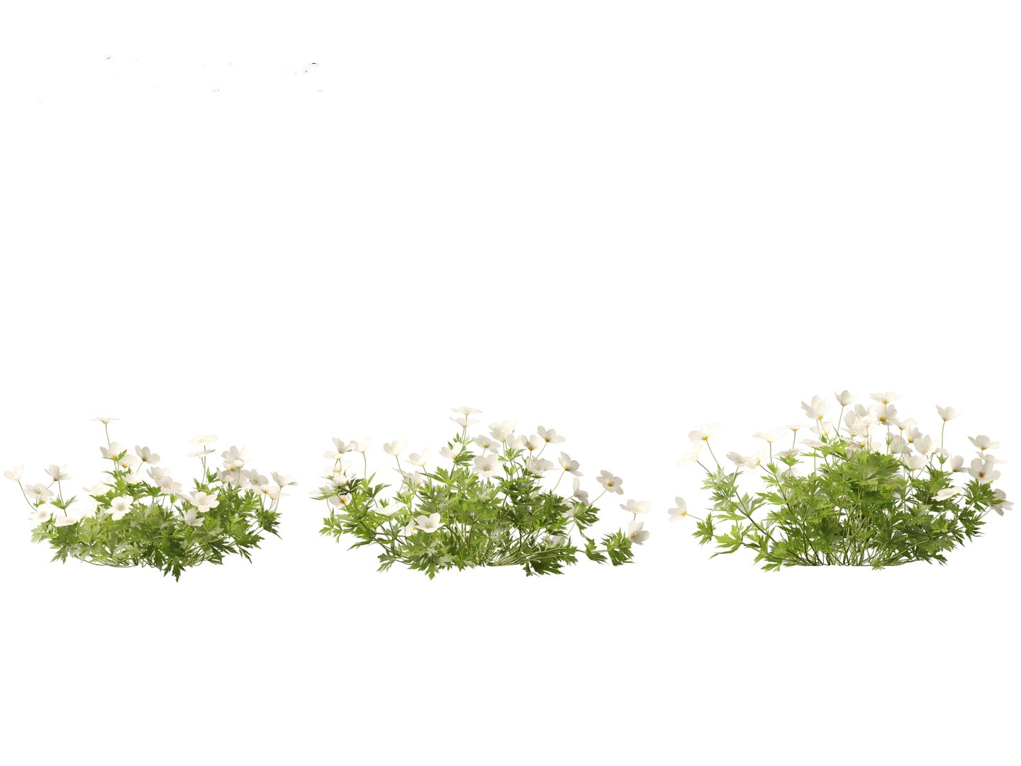 3D model HighPolyLowPoly Canada Anemone canadensis meadow Anemone https://p.turbosquid.com/ts-thumb/SA/7ZTOKU/I5/anemonecanadensis015/jpg/1737202086/1920x1080/fit_q87/9391a2d9bc0d293a5e3862d2e2b5ddec5ab09e88/anemonecanadensis015.jpg