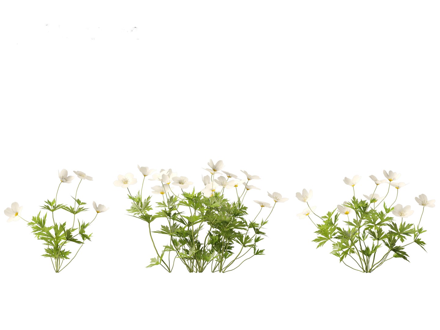 3D model HighPolyLowPoly Canada Anemone canadensis meadow Anemone https://p.turbosquid.com/ts-thumb/SA/7ZTOKU/R8/anemonecanadensis013/jpg/1737202058/1920x1080/fit_q87/094e3b9ea9817659adccbeea6630d7240c93ff95/anemonecanadensis013.jpg