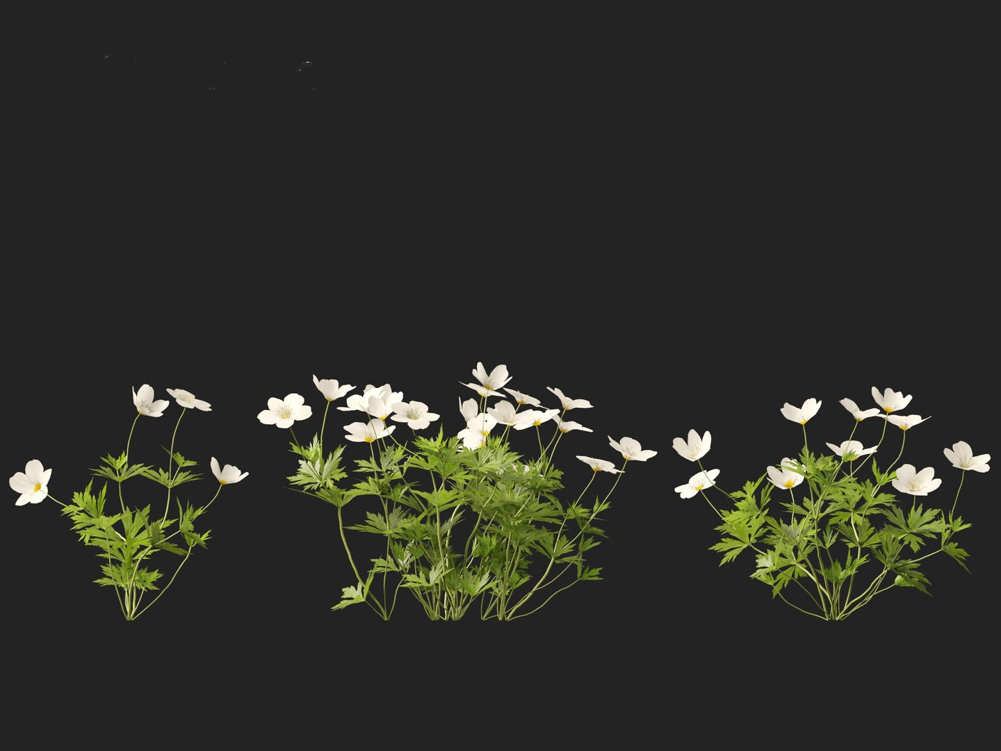 3D model HighPolyLowPoly Canada Anemone canadensis meadow Anemone https://p.turbosquid.com/ts-thumb/SA/7ZTOKU/fE/anemonecanadensis014/jpg/1737202074/1920x1080/fit_q87/46806d7aa149a88886601fe353b289f33b6a3c9f/anemonecanadensis014.jpg