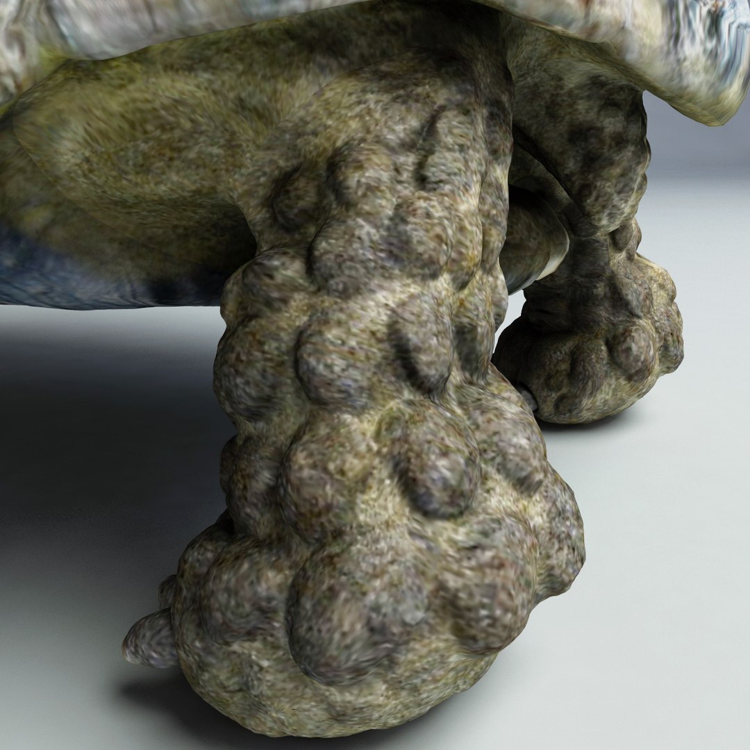 lightwave turtle testudines https://p.turbosquid.com/ts-thumb/SA/95jnQp/zIg0eOKW/turtle_testudines_12/jpg/1300535622/1920x1080/fit_q87/69d18ad289163cb4666034bb6186b69b9491578e/turtle_testudines_12.jpg