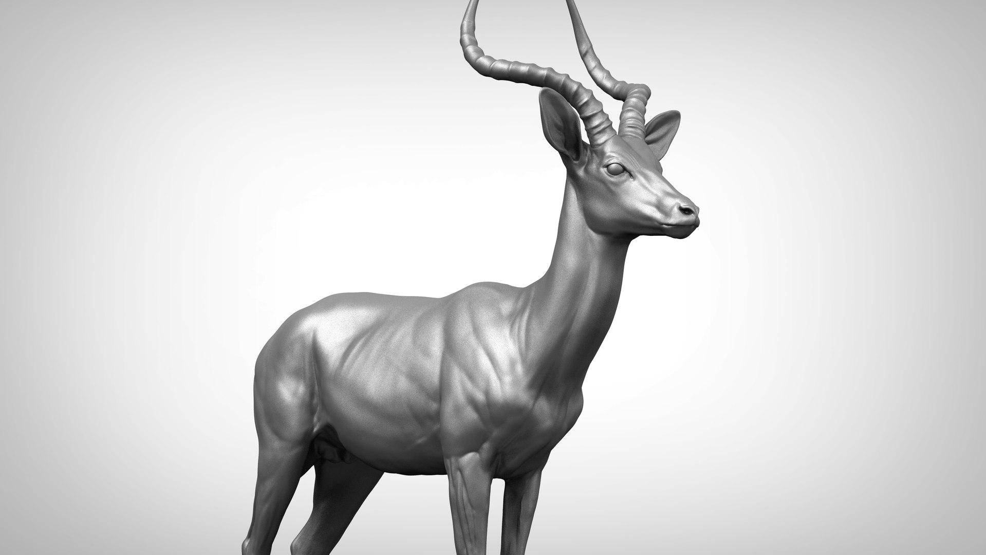 Impala Antelope Aepyceros Melampus 3D Model - TurboSquid 1434413