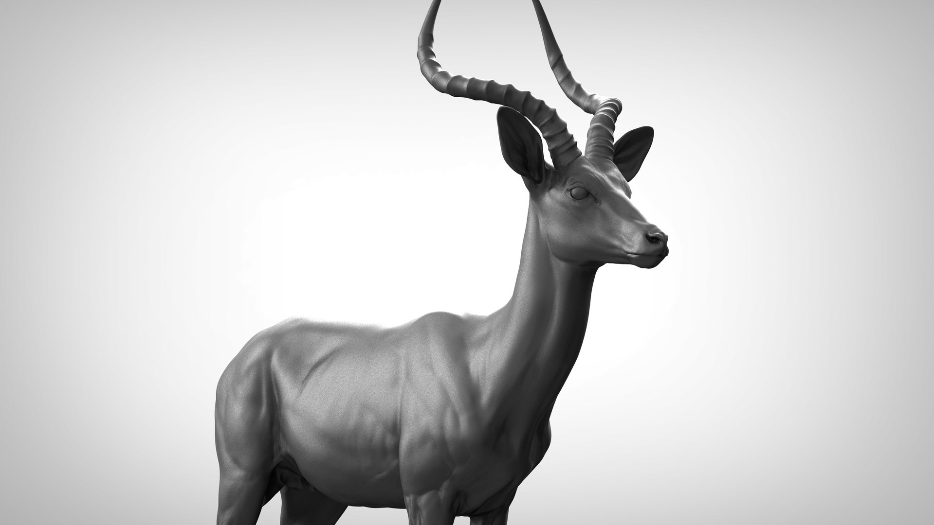 Impala antelope aepyceros melampus 3D model - TurboSquid 1434413