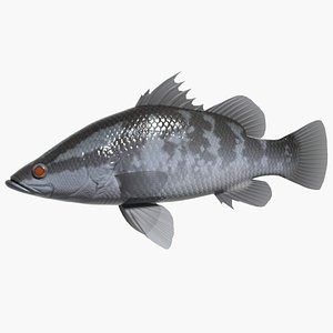 lates japonicus swimming 3d model