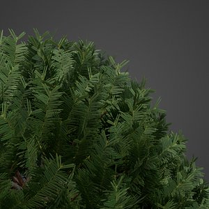 2021 PBR English Yew Collection - Taxus Baccata