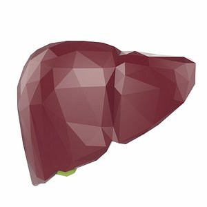 3D liver model