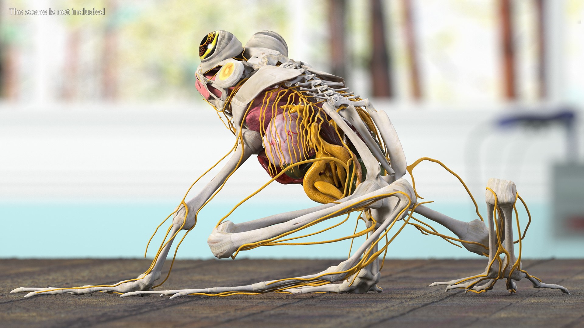 Frog Nervous System 3D https://p.turbosquid.com/ts-thumb/SA/eg8FfW/5H/frog_nervous_system_005/jpg/1641548970/1920x1080/fit_q87/e4d5cd3b6785780cee523a050c1e42285f67beed/frog_nervous_system_005.jpg
