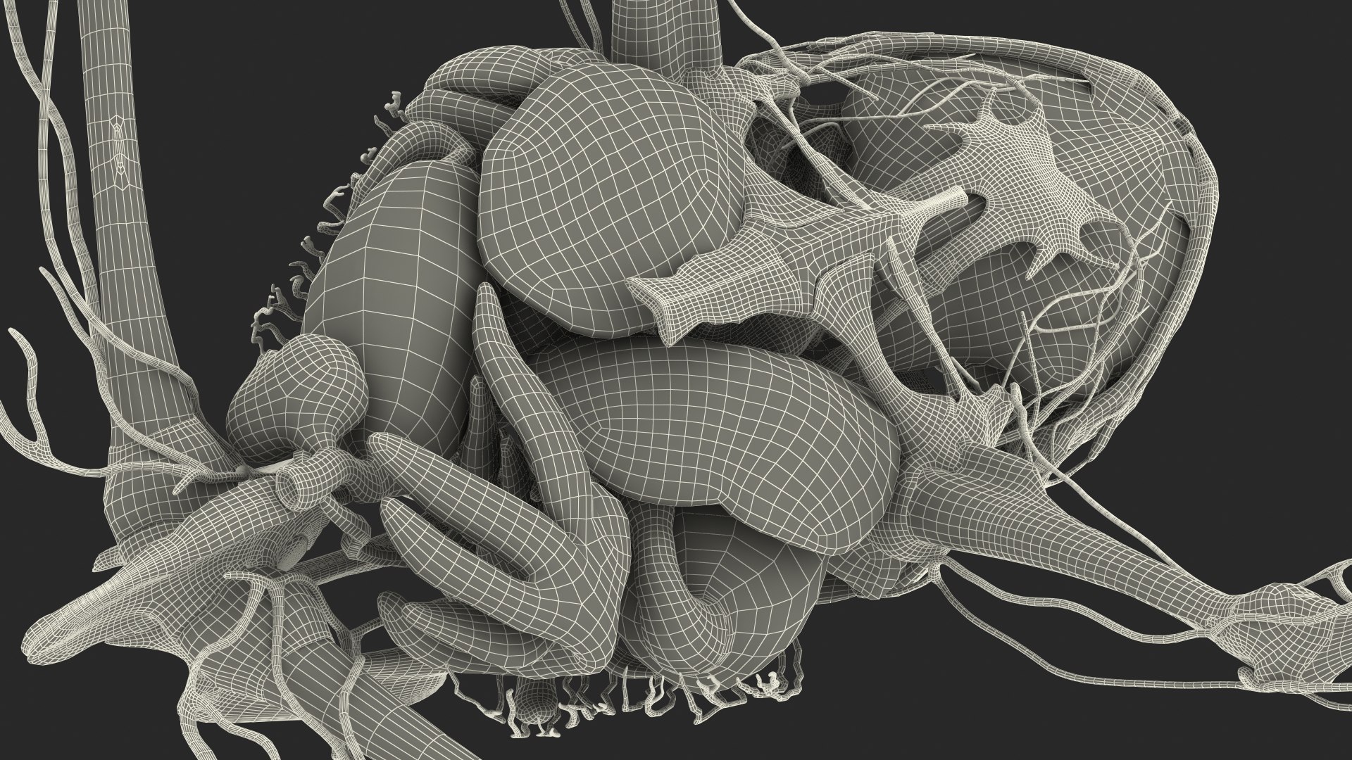 Frog Nervous System 3D https://p.turbosquid.com/ts-thumb/SA/eg8FfW/Ok/frog_nervous_system_051/jpg/1641549023/1920x1080/fit_q87/02091804a3dcd8f06fd712e115dfa84de4bf2e86/frog_nervous_system_051.jpg