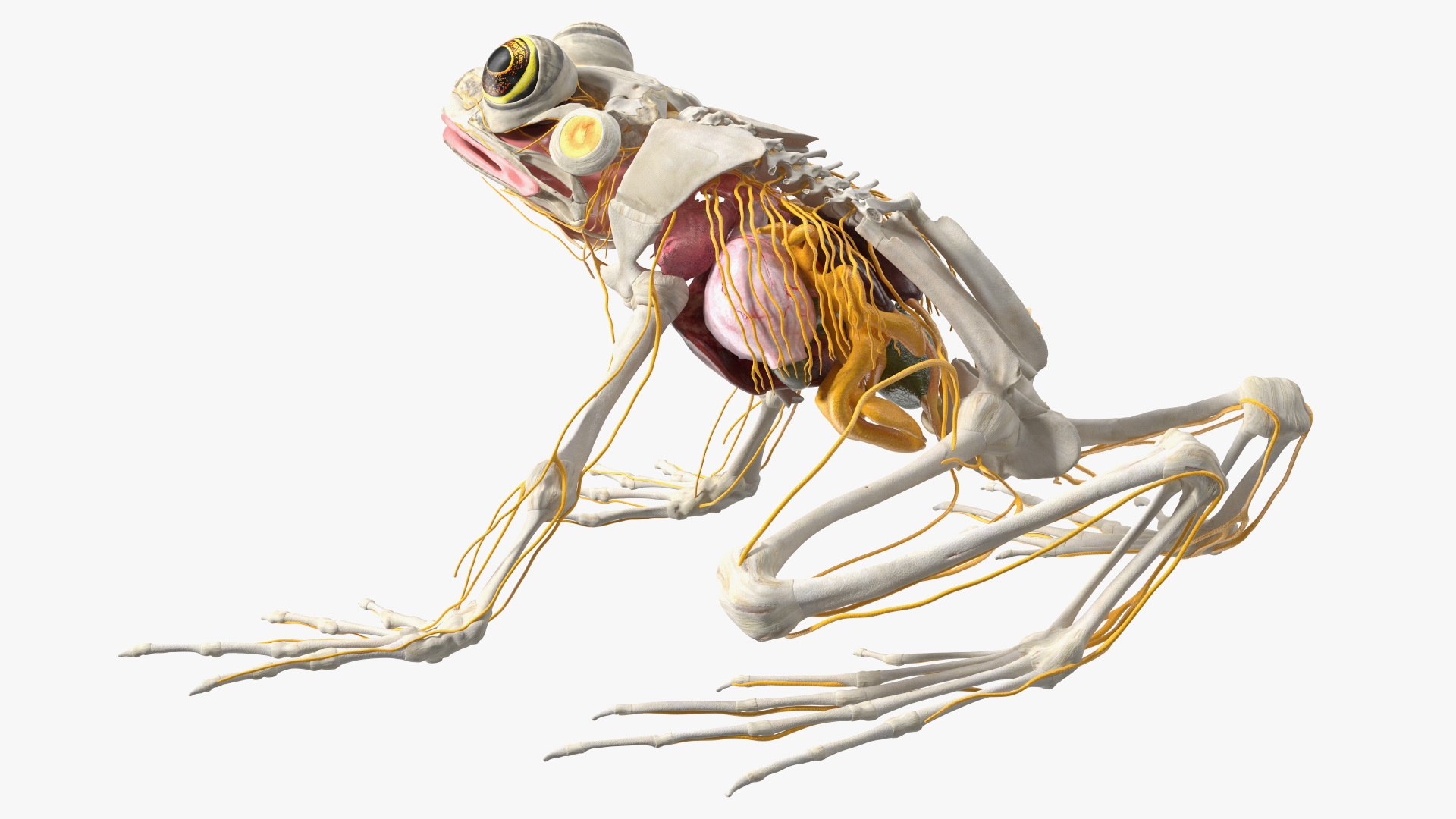 Frog Nervous System 3D https://p.turbosquid.com/ts-thumb/SA/eg8FfW/Qd/frog_nervous_system_028/jpg/1641548912/1920x1080/fit_q87/2a19db152a2ddfa871321fa9b02a354a1130ff65/frog_nervous_system_028.jpg