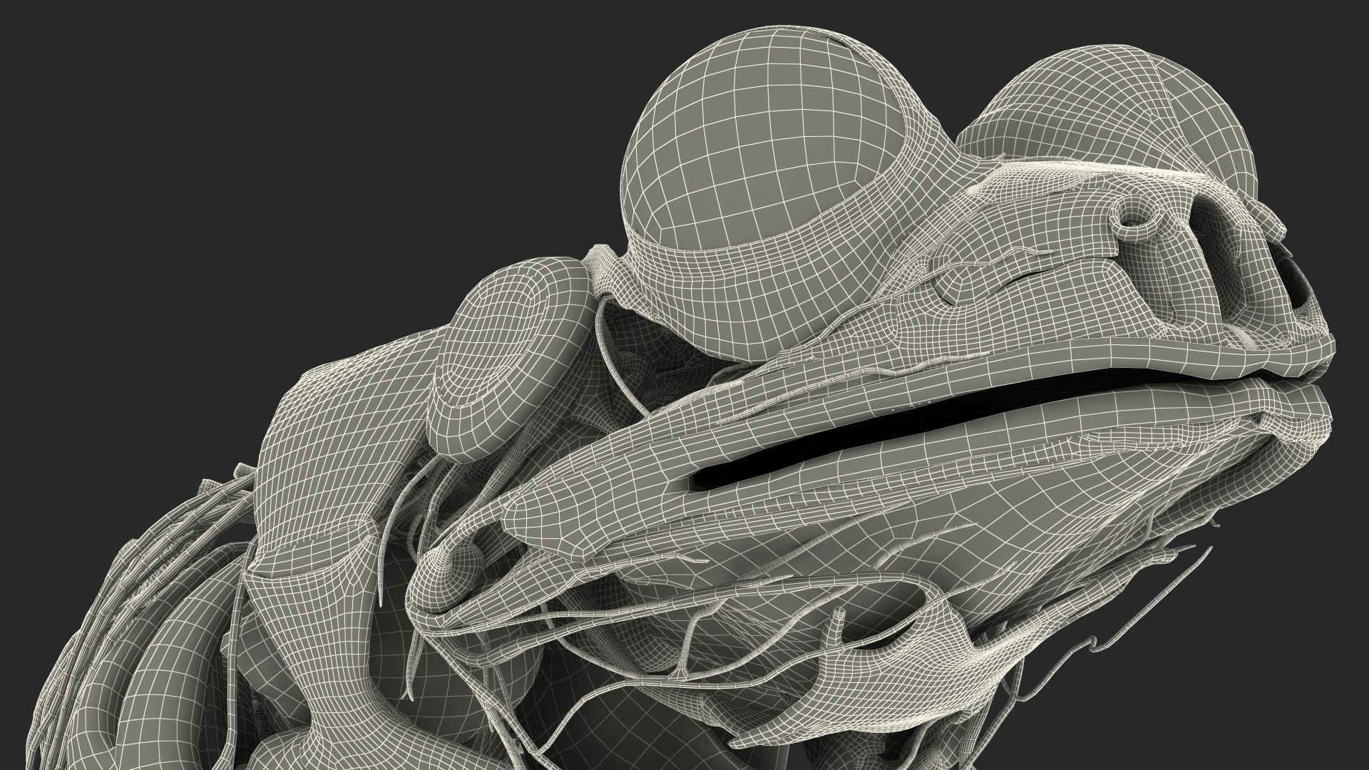 Frog Nervous System 3D https://p.turbosquid.com/ts-thumb/SA/eg8FfW/UD/frog_nervous_system_047/jpg/1641548888/1920x1080/fit_q87/d8cb56c3e790aa65a6368ad17375dffe49e6e312/frog_nervous_system_047.jpg