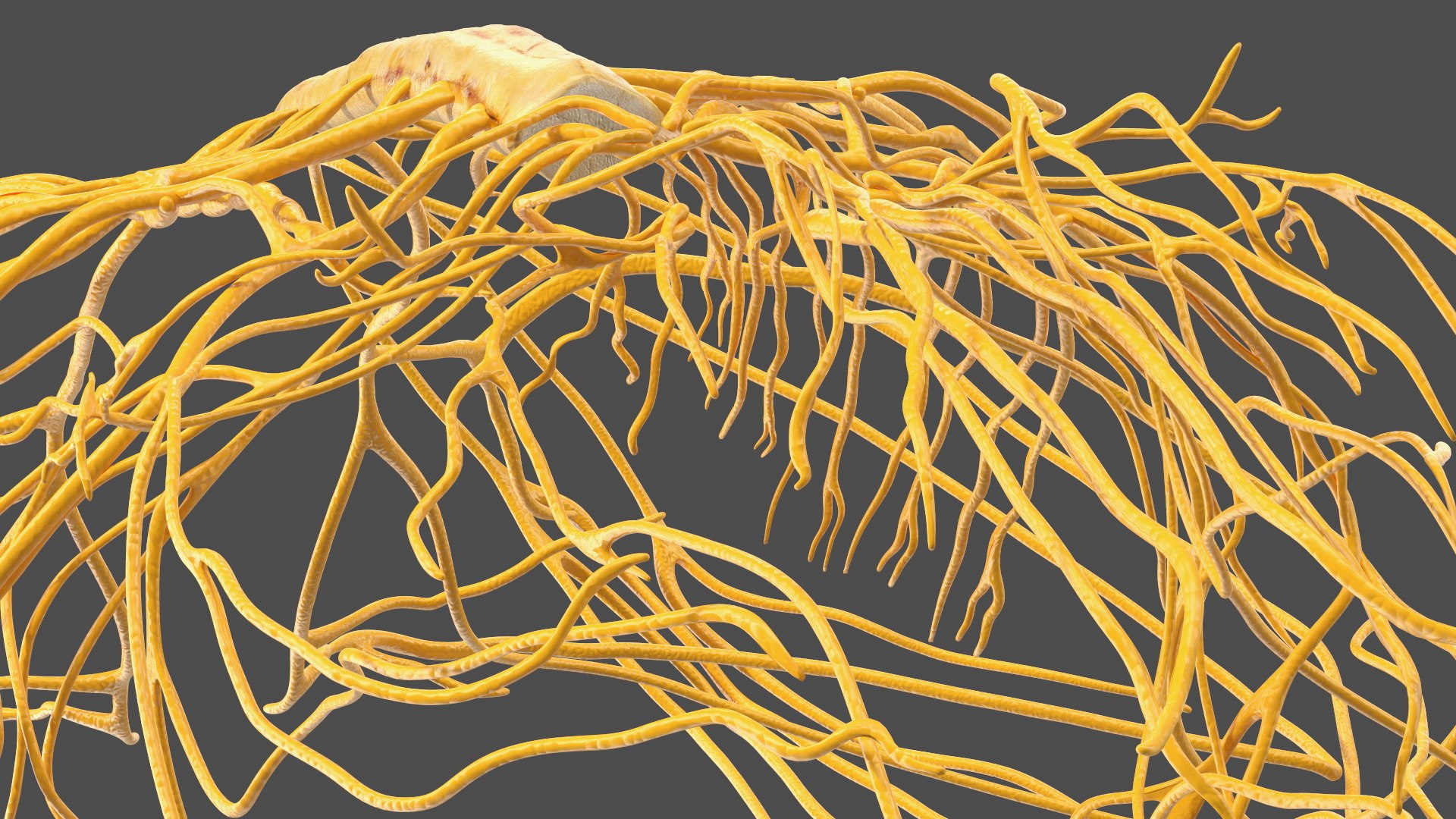 Frog Nervous System 3D https://p.turbosquid.com/ts-thumb/SA/eg8FfW/Yk/frog_nervous_system_018/jpg/1641549277/1920x1080/fit_q87/1a66781d2fe69f8f30fd399d8d8ab328cf0495d2/frog_nervous_system_018.jpg