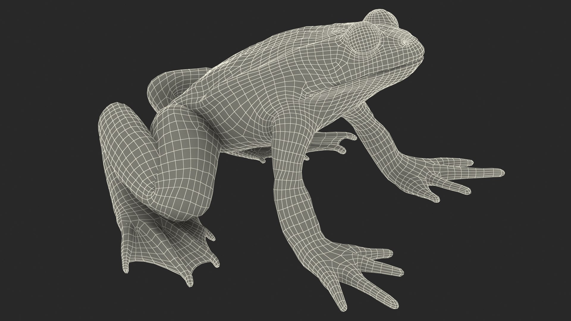 Frog Nervous System 3D https://p.turbosquid.com/ts-thumb/SA/eg8FfW/bi/frog_nervous_system_044/jpg/1641549085/1920x1080/fit_q87/b4527ca23d293583c1785f0bbd5de614d7e98e73/frog_nervous_system_044.jpg