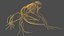 Frog Nervous System