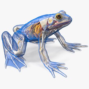 Frog Nervous System 3D